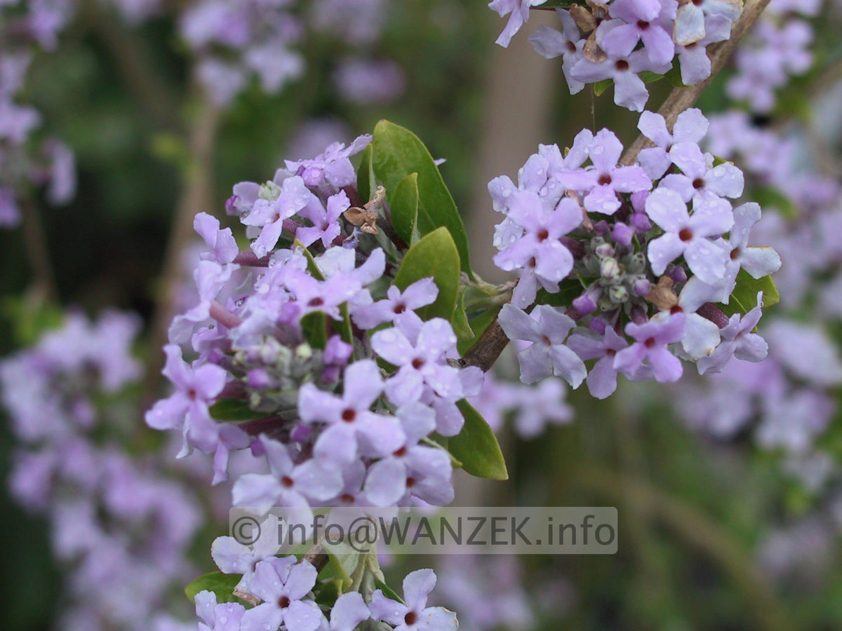 Buddleja alternifolia - Bluetenmacro1.JPG